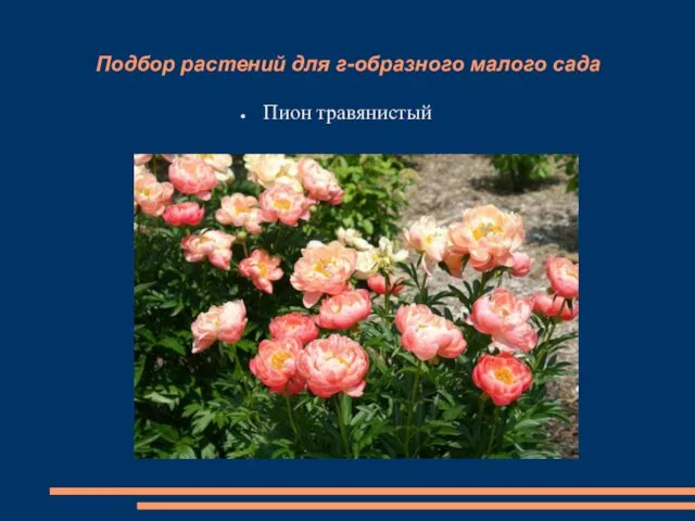 Подбор растений для г-образного малого сада Пион травянистый