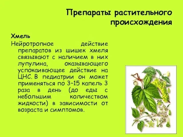 Препараты растительного происхождения Хмель Нейротропное действие препаратов из шишек хмеля связывают