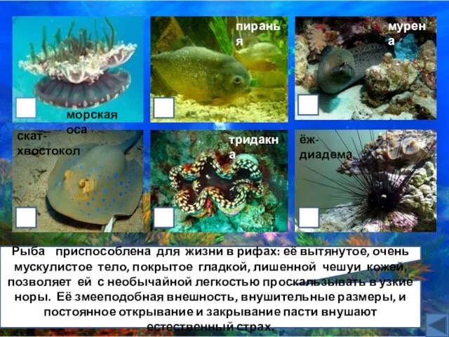 тридакна Рыба приспособлена для жизни в рифах: её вытянутое, очень мускулистое