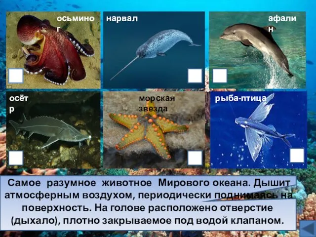 осётр афалин нарвал осьминог морская звезда Самое разумное животное Мирового океана.