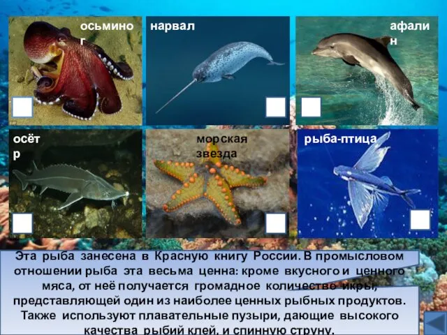 Эта рыба занесена в Красную книгу России. В промысловом отношении рыба