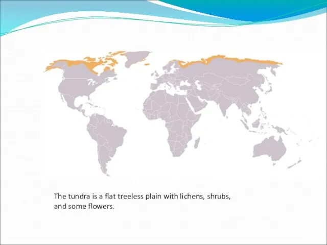 The tundra is a flat treeless plain with lichens, shrubs, and some flowers.