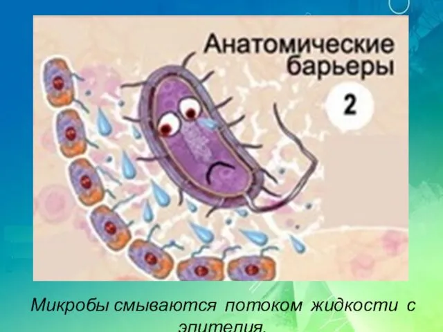 Микробы смываются потоком жидкости с эпителия.