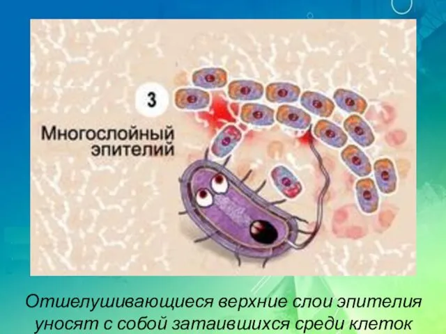 Отшелушивающиеся верхние слои эпителия уносят с собой затаившихся среди клеток микробов.