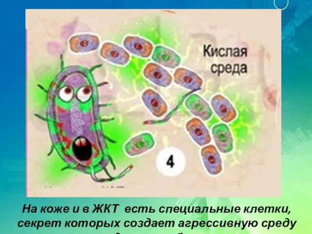 На коже и в ЖКТ есть специальные клетки, секрет которых создает агрессивную среду для микробов.