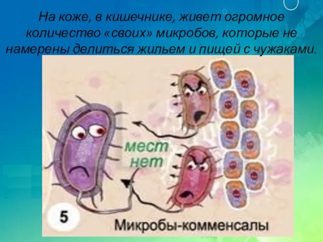 На коже, в кишечнике, живет огромное количество «своих» микробов, которые не