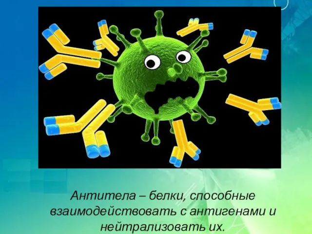 Антитела – белки, способные взаимодействовать с антигенами и нейтрализовать их.
