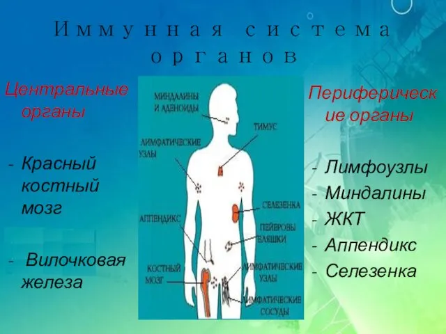 Иммунная система органов Центральные органы Красный костный мозг Вилочковая железа Периферические