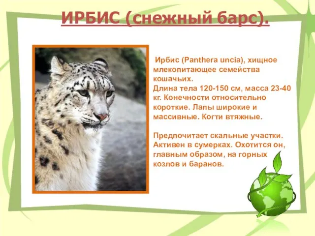 ИРБИС (снежный барс). Ирбис (Panthera uncia), хищное млекопитающее семейства кошачьих. Длина