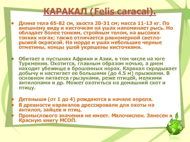 КАРАКАЛ (Felis caracal). Длина тела 65-82 см, хвоста 20-31 см; масса