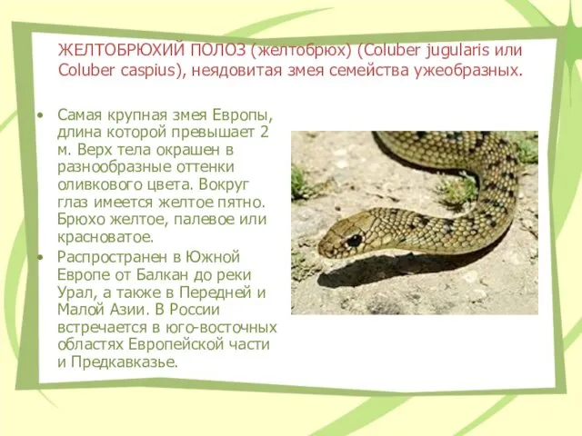 ЖЕЛТОБРЮХИЙ ПОЛОЗ (желтобрюх) (Coluber jugularis или Coluber caspius), неядовитая змея семейства