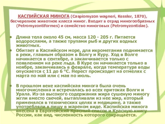 КАСПИЙСКАЯ МИНОГА (Caspiomyzon wagneri, Kessler, 1870), бесчерепное животное класса миног. Входит