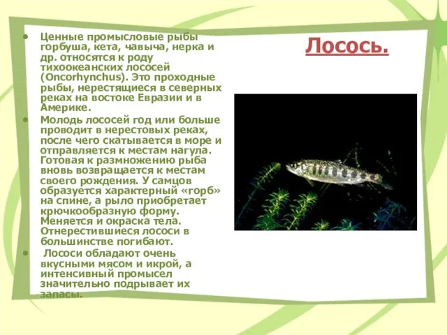 Лосось. Ценные промысловые рыбы горбуша, кета, чавыча, нерка и др. относятся