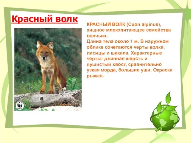 Красный волк КРАСНЫЙ ВОЛК (Сuon alpinus), хищное млекопитающее семейства волчьих. Длина