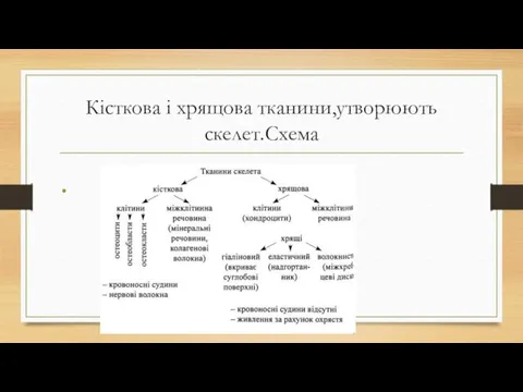 Кісткова і хрящова тканини,утворюють скелет.Схема