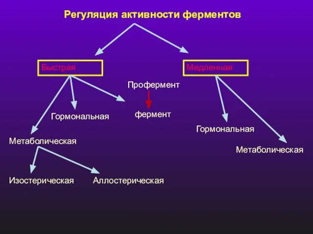 Регуляция активности ферментов Быстрая Медленная Метаболическая Гормональная Профермент фермент Гормональная Метаболическая Изостерическая Аллостерическая