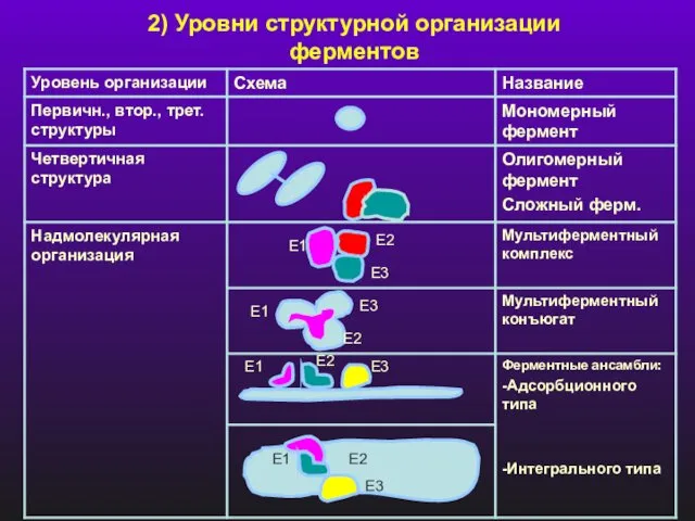 2) Уровни структурной организации ферментов E1 E3 E2 E3 E1 E2