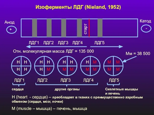 Изоферменты ЛДГ (Nieland, 1952) старт Анод Катод + - ЛДГ1 ЛДГ3