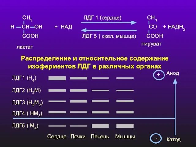 СН3 ЛДГ 1 (сердце) СН3 Н СН ОН + НАД СО