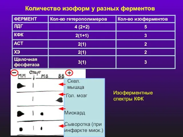 Количество изоформ у разных ферментов Изоферментные спектры КФК Скел. мышца Гол.