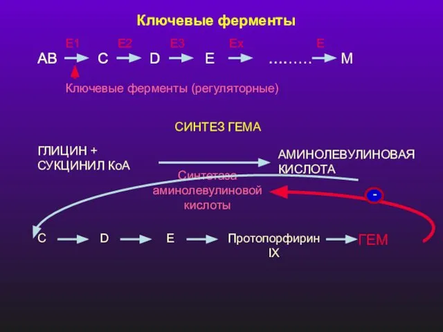 Ключевые ферменты AB C D E ……… M AB C D