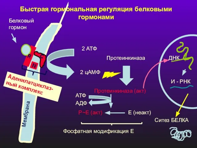 Быстрая гормональная регуляция белковыми гормонами Мембрана Белковый гормон N R C