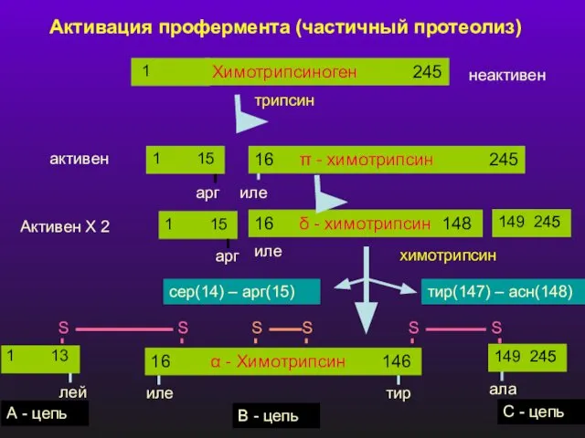 Активация профермента (частичный протеолиз) Химотрипсиноген 245 1 трипсин неактивен 1 15