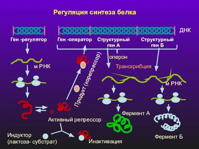 Регуляция синтеза белка Ген -регулятор Ген -оператор Структурный ген А Структурный