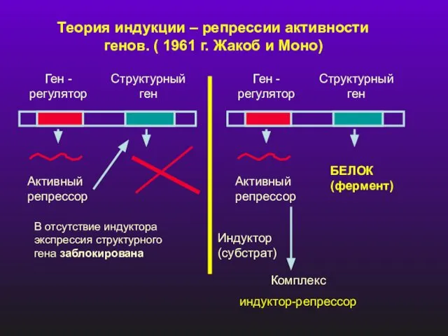 Теория индукции – репрессии активности генов. ( 1961 г. Жакоб и