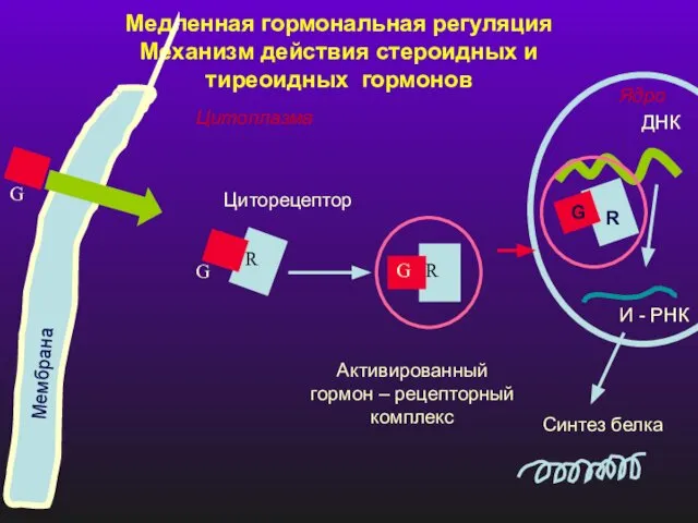 Медленная гормональная регуляция Механизм действия стероидных и тиреоидных гормонов Мембрана Циторецептор