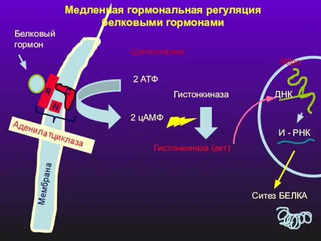 Мембрана Белковый гормон N R C Аденилатциклаза 2 АТФ 2 цАМФ