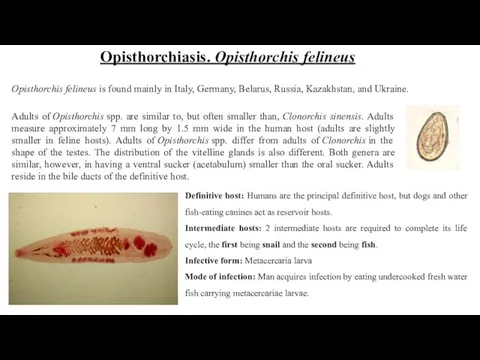 Adults of Opisthorchis spp. are similar to, but often smaller than,