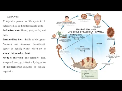 Life Cycle F. hepatica passes its life cycle in 1 definitive