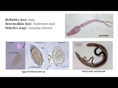 Definitive host: man, Intermediate host: freshwater snail Infective stage: cercariae (larvae)