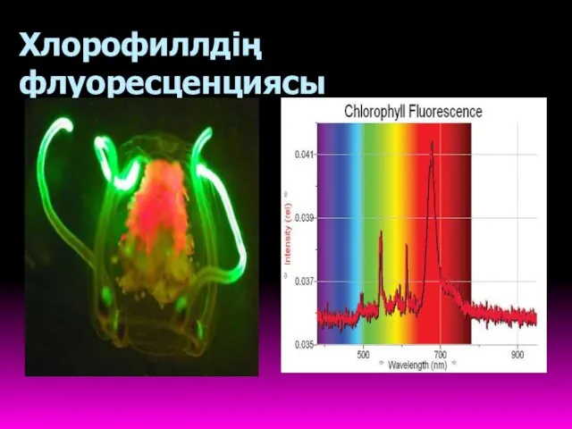 Хлорофиллдің флуоресценциясы