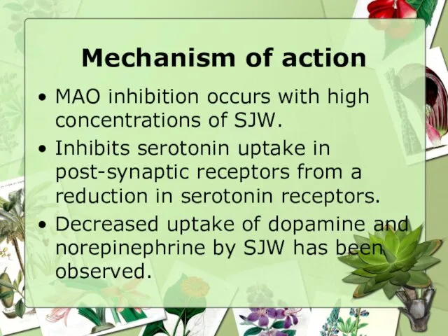 Mechanism of action MAO inhibition occurs with high concentrations of SJW.