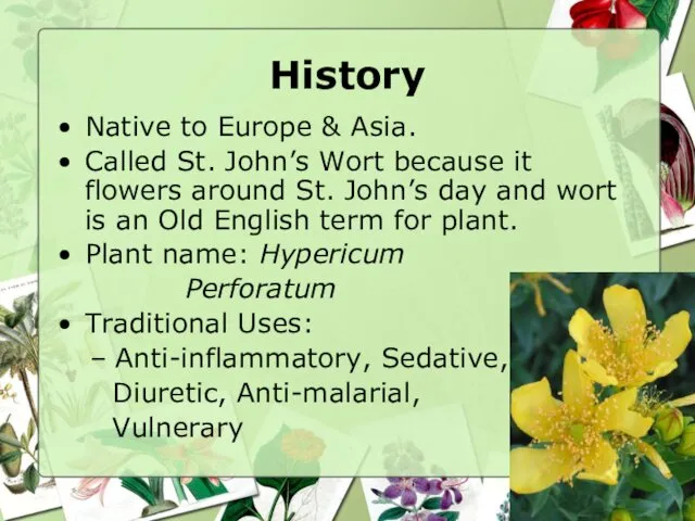 History Native to Europe & Asia. Called St. John’s Wort because