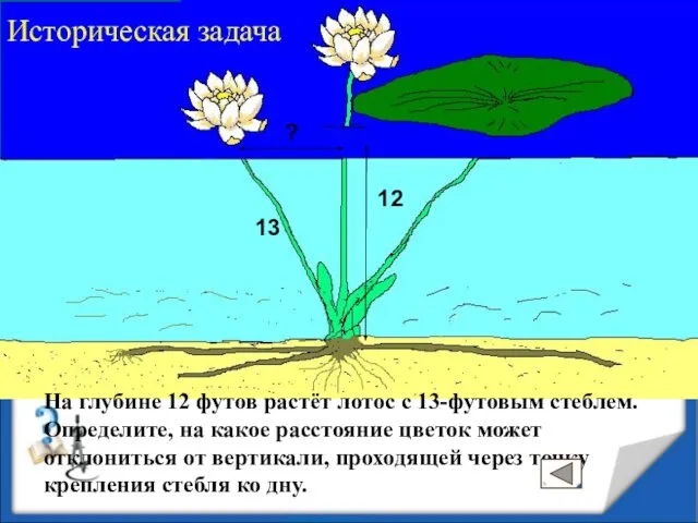 12 12 ? 13 На глубине 12 футов растёт лотос с