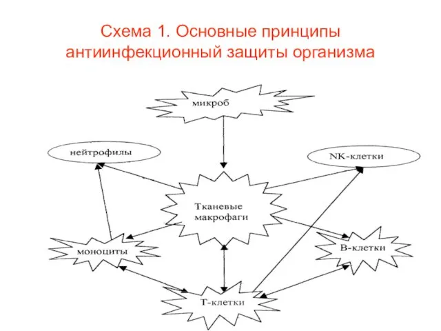 Cхема 1. Основные принципы антиинфекционный защиты организма