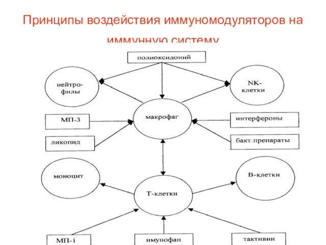 Принципы воздействия иммуномодуляторов на иммунную систему