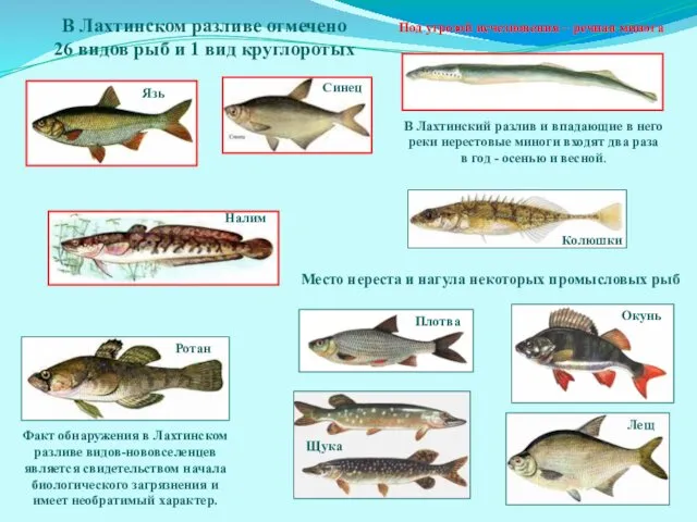 Под угрозой исчезновения – речная минога Место нереста и нагула некоторых