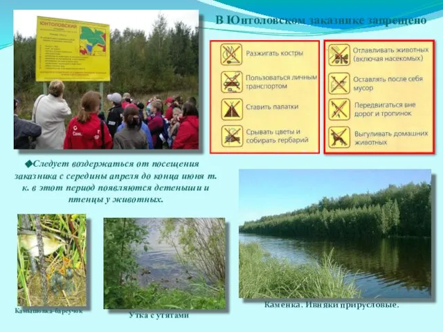 В Юнтоловском заказнике запрещено Следует воздержаться от посещения заказника с середины