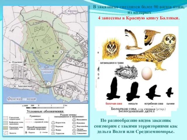 В заказнике гнездятся более 90 видов птиц, из которых 4 занесены