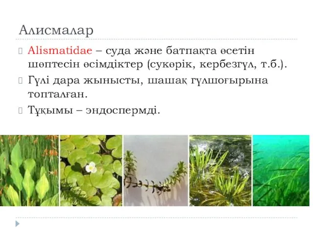Алисмалар Аlіsmatіdae – суда және батпақта өсетін шөптесін өсімдіктер (сукөрік, кербезгүл,