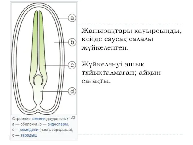 Жапырақтары қауырсынды, кейде саусақ салалы жүйкеленген. Жүйкеленуі ашық тұйықталмаған; айқын сағақты.