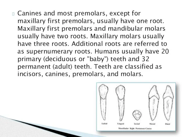 Canines and most premolars, except for maxillary first premolars, usually have