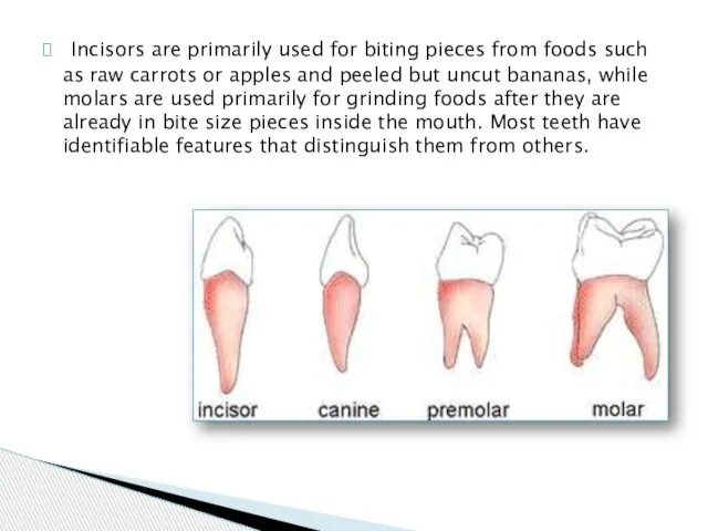 Incisors are primarily used for biting pieces from foods such as