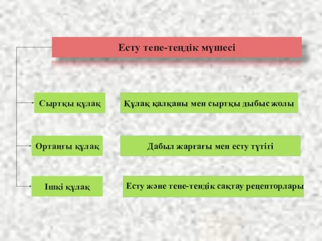 Есту тепе-теңдік мүшесі Сыртқы құлақ Ортаңғы құлақ Ішкі құлақ Құлақ қалқаны