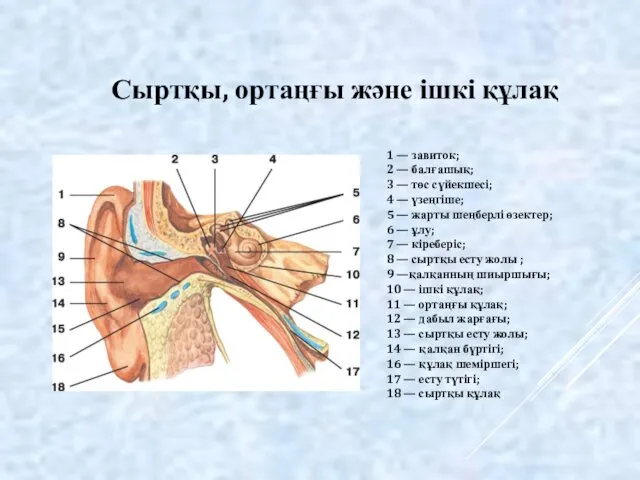 1 — завиток; 2 — балғашық; 3 — төс сүйекшесі; 4