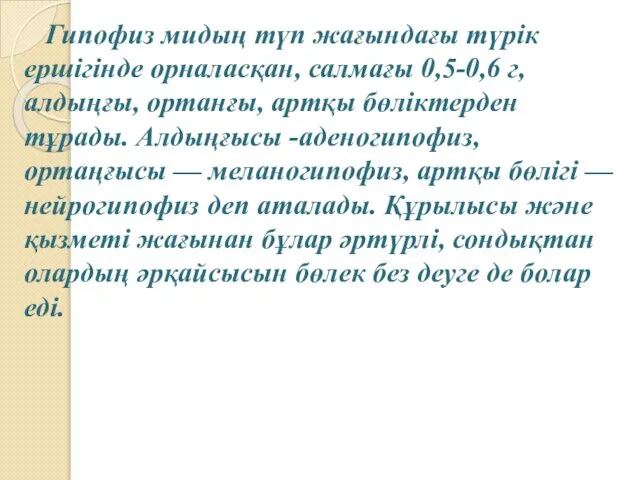 Гипофиз мидың түп жағындағы түрік ершігінде орналасқан, салмағы 0,5-0,6 г, алдыңғы,